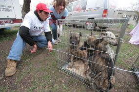 Volontery near a cage with homeless dogs