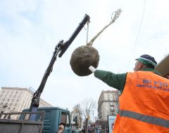 The landing of chestnuts