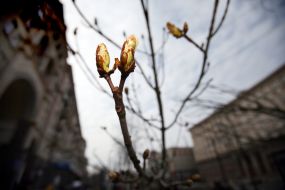 The landing of chestnuts