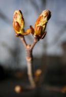 The landing of chestnuts