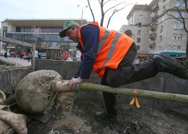 The landing of chestnuts