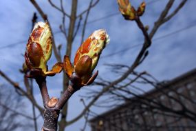 The landing of chestnuts