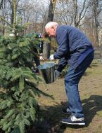 Николай Азаров поливает елку