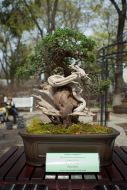 Міжнародна виставка бонсай в Одесі