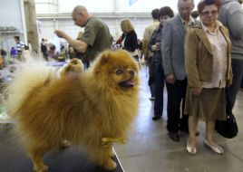 Dog at the show