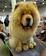Chow-chow
