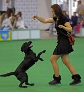 Dog Show