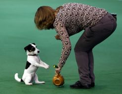 Dog Show