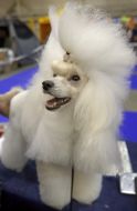 Dog at the show