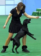 Dog Show