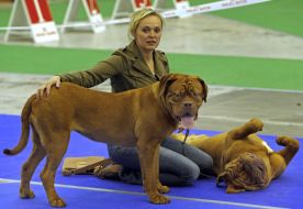 Dog Show