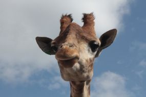 Giraffe