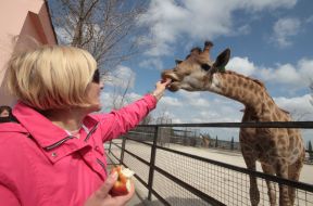 A visitor safari park "Taygan" feeding the giraffe
