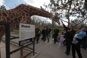 Visitors to a safari park "taigan" consider giraffe