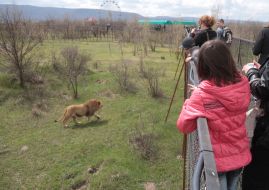 Viewers watch the lion