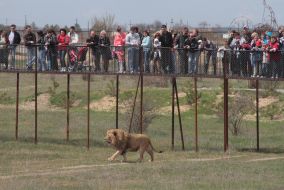 Viewers watch the lion