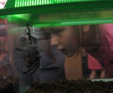 Дівчинка дивиться на павука