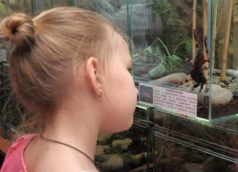 Дівчинка дивиться на павука