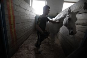 An employee displays a circus horse out of the stable