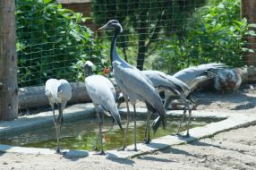 Журавль-красавка