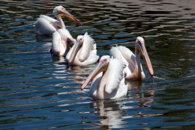 Pelicans