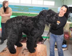 Black Russian Terrier 