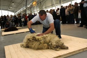 A man shearing a sheep