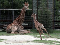 Жираф по кличке Занзибар