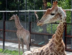 Жираф по кличке Занзибар