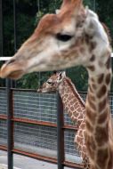 Жираф по кличке Занзибар