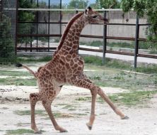 Жираф по кличке Занзибар