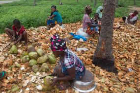 Women clean the coconuts