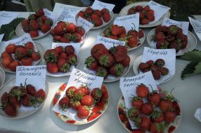 Ягоди полуниці