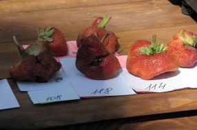 Ягоди полуниці