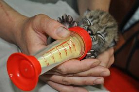 Baby of the Carpathians lynx