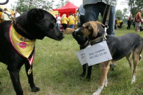 Exhibition mongrel dogs "Cup Barbosa"