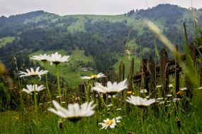 The slopes of the Carpathian Mountains