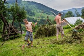 Хлопці гребуть сіно