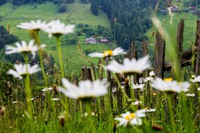 The slopes of the Carpathian Mountains