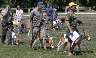 Exhibition of hunting dogs