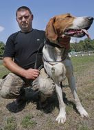Exhibition of hunting dogs