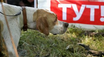 Dog breed is Pointer