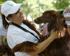 Exhibition of hunting dogs