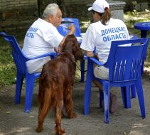Exhibition of hunting dogs