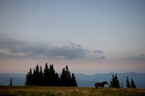 Horses