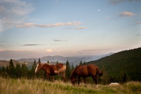 Horses