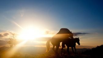 Horses
