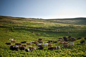 Cows