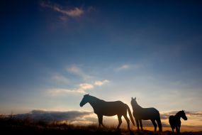 Horses
