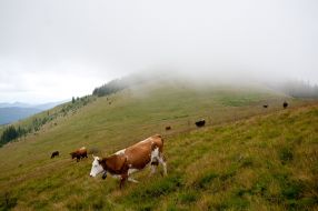 Cows